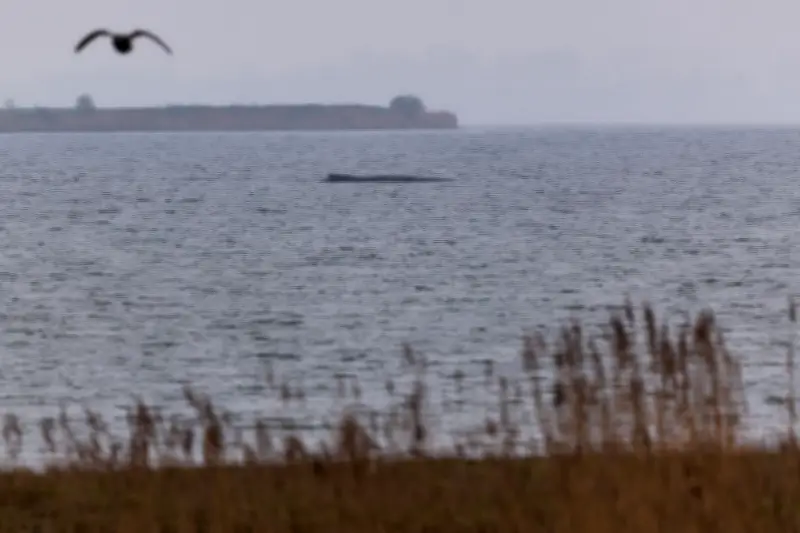 Gestrandeter Buckelwal in Wismarbucht: Zustand verschlechtert sich weiter