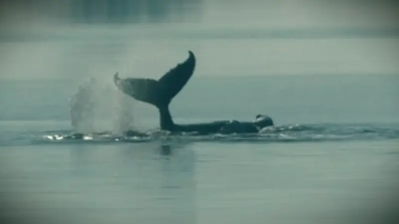 Gestrandeter Buckelwal Timmy vor Wismar: Plötzliche Bewegungen geben Rätsel auf