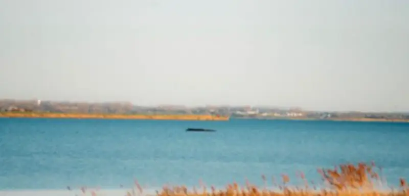 Gestrandeter Buckelwal vor Poel: Experte zweifelt an Rettungsplan mit Pontons