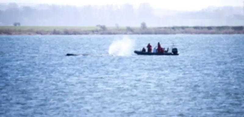 Gestrandeter Buckelwal vor Poel: Experten sehen keine Rettungschance