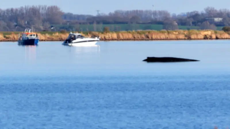 Gestrandeter Buckelwal vor Poel: Explosionsgefahr nach Tod erwartet