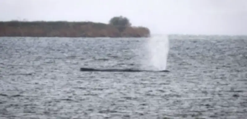 Gestrandeter Buckelwal vor Poel: Ministerium bekräftigt Ende aller Rettungsversuche in der Ostsee