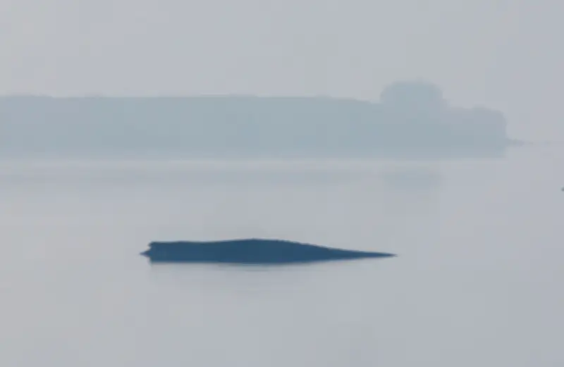 Gestrandeter Buckelwal vor Poel reagiert heftig auf Taucher - Rettungsversuch unterbrochen