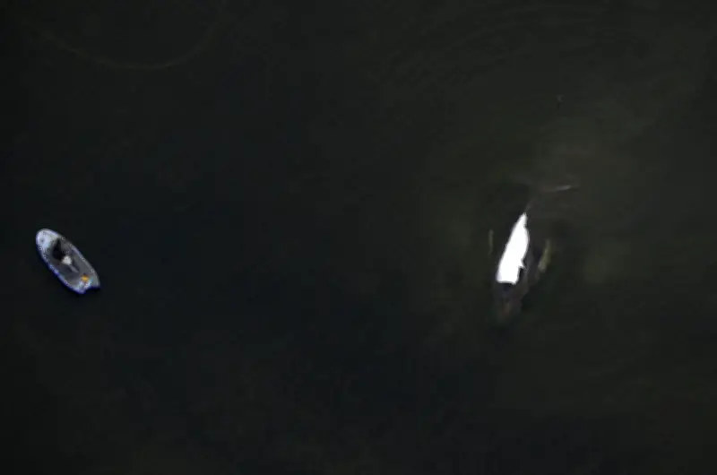 Gestrandeter Buckelwal vor Poel: Tag vier der Rettungsaktion startet mit ungewissem Ausgang