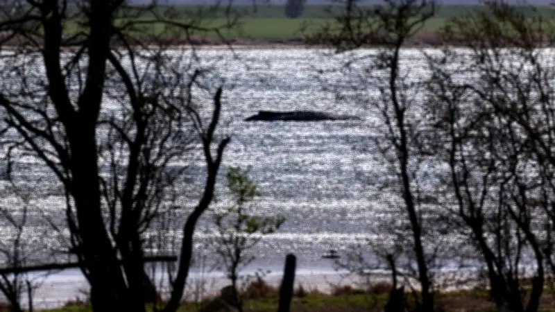 Gestrandeter Buckelwal vor Poel: Warum die Emotionen in Deutschland so hochkochen