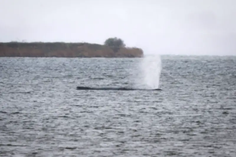 Gestrandeter Buckelwal vor Wismar: Begleitung und Überwachung laufen weiter