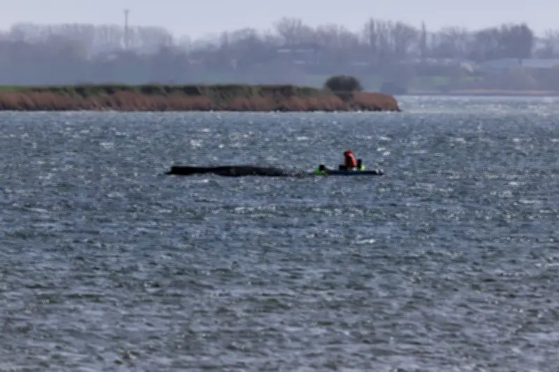 Gestrandeter Buckelwal vor Wismar kämpft weiter ums Überleben