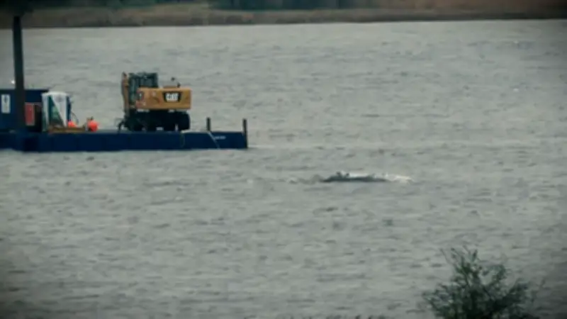 Gestrandeter Buckelwal zeigt Lebenszeichen: Hoffnung für Rettungsaktion