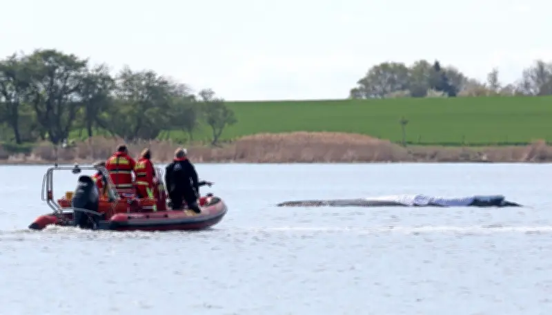 Gestrandeter Wal in Ostsee: Transport kann beginnen