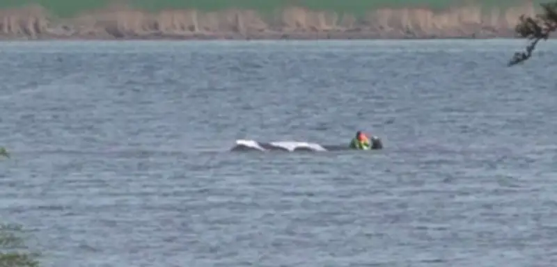 Gestrandeter Wal vor Poel: Rettungsaktion geht in den vierten Tag