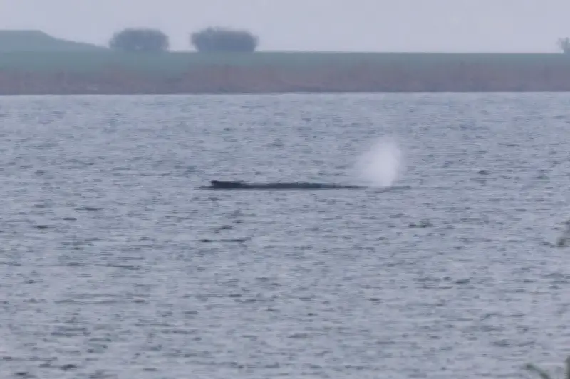 Gestrandeter Wal vor Poel: Umweltministerium warnt vor betrügerischen Spendenaufrufen