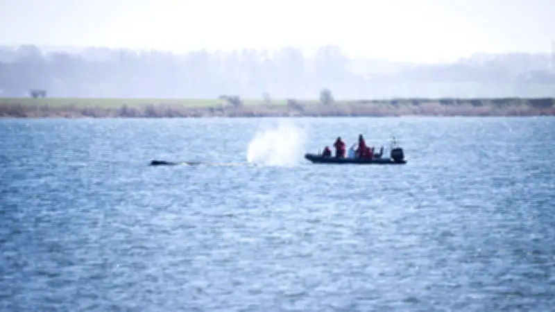 Gesundheitszustand des gestrandeten Buckelwals: Experten präsentieren Gutachten auf Poel