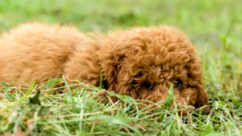 Giftköder in Bretzfeld: Pudel und Terrier sterben qualvoll durch Insektizid