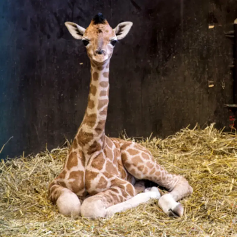 Giraffenbaby Kato im Schweriner Zoo geboren: Handaufzucht für gefährdete Art