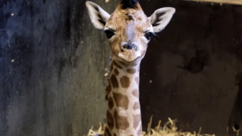 Giraffenbaby „Kato“ im Schweriner Zoo geboren - Handaufzucht notwendig