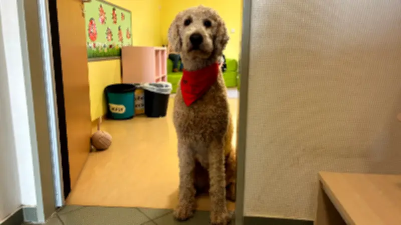 Goldendoodle Rocket: Erster Kita-Begleithund im Landkreis Ludwigslust-Parchim