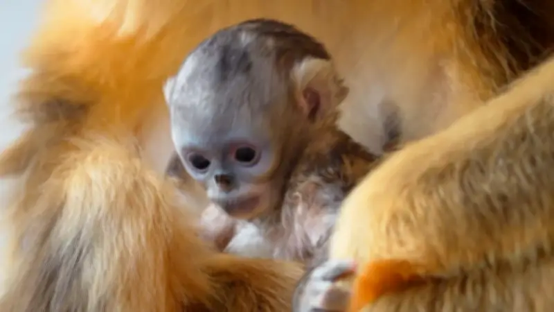 Goldstumpfnasen-Nachwuchs: Hoffnungsschimmer für bedrohte Affenart in Belgien