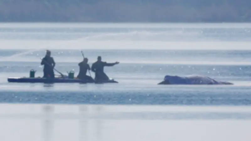 Greenpeace: Kaum Hoffnung für gestrandeten Buckelwal vor Poel trotz Rettungsversuch