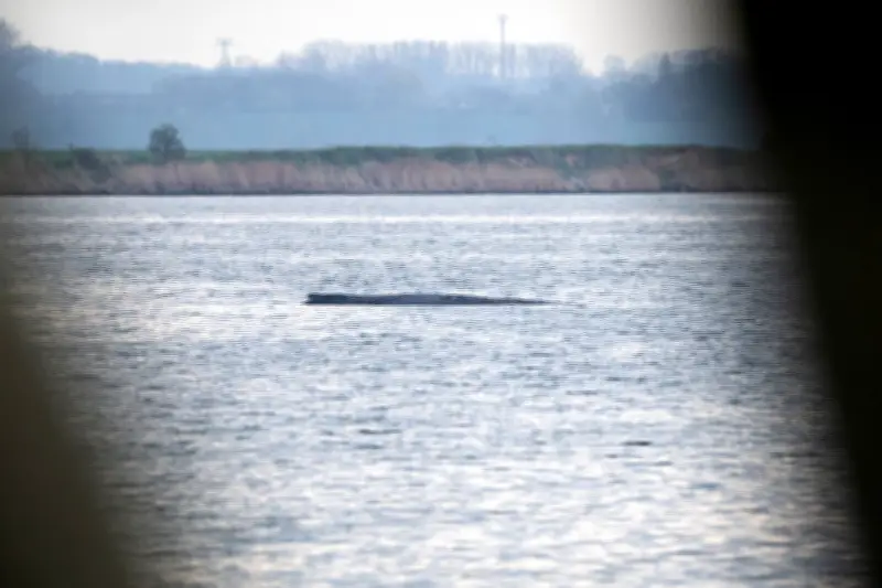 Grüne fordern Verantwortungsübernahme bei Wal-Rettung in Mecklenburg-Vorpommern