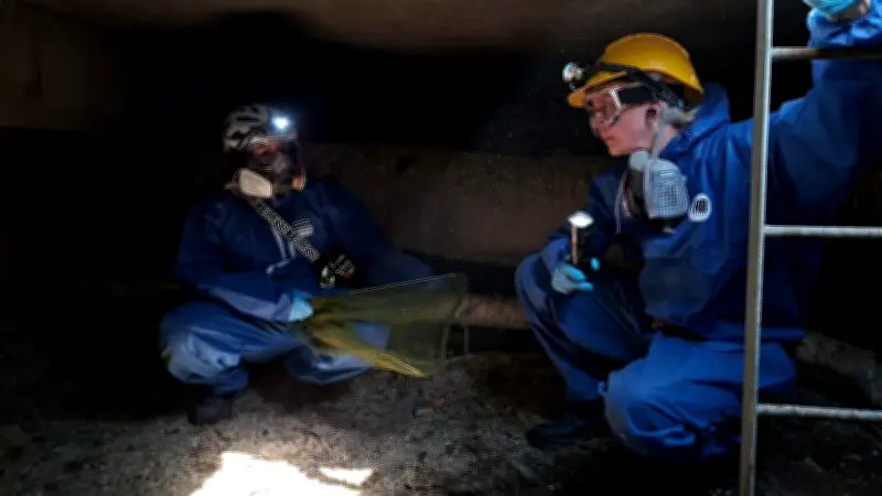 Großeinsatz in Halle-Neustadt: Tierschützer evakuieren Tauben vor Hochhausabriss