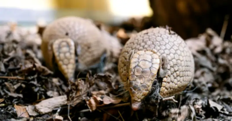 Gürteltier-Babys in Hellabrunn: Eine Ostereiersuche der besonderen Art