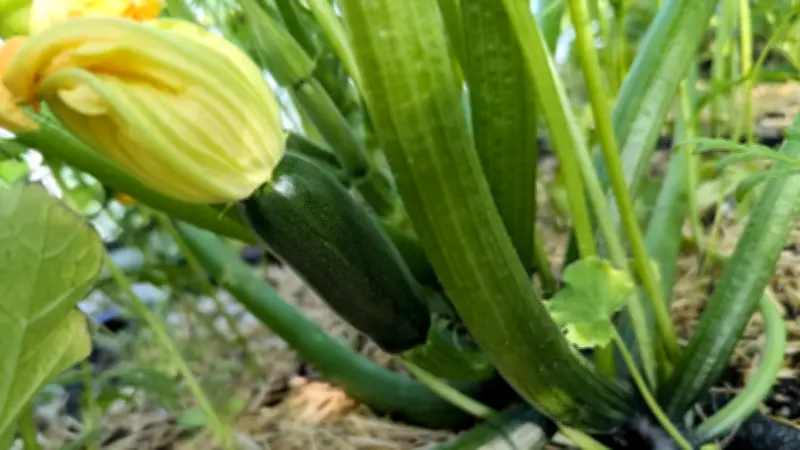 Gärtner aufgepasst! Diese 6 Fehler ruinieren die Zucchini-Ernte