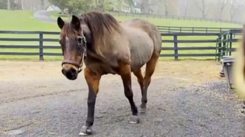 Guinness-Rekord: Fancy ist offiziell das älteste Pferd der Welt