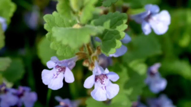 Gundermann: Vom vermeintlichen Unkraut zum wertvollen Alleskönner in der Natur