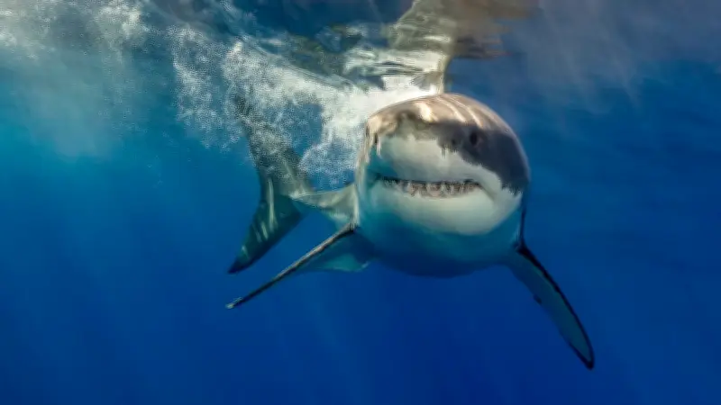 Hai-Mythen im Faktencheck: Expertin entlarvt Irrtümer aus Film und Popkultur