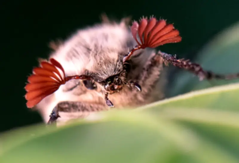 Halbe Milliarde Maikäfer erwartet: Massenflug im Hessischen Ried bedroht Verkehr und Wald