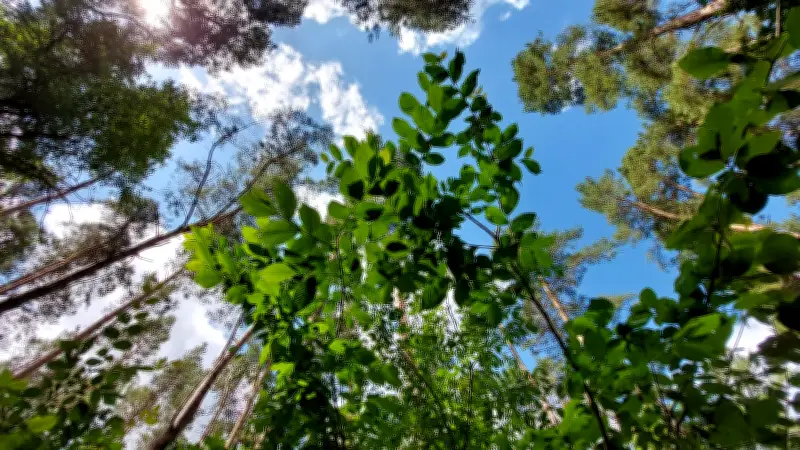 Haldenslebens Stadtwald im Klimastress: Artenarmut und hohe Kosten belasten Forstwirtschaft