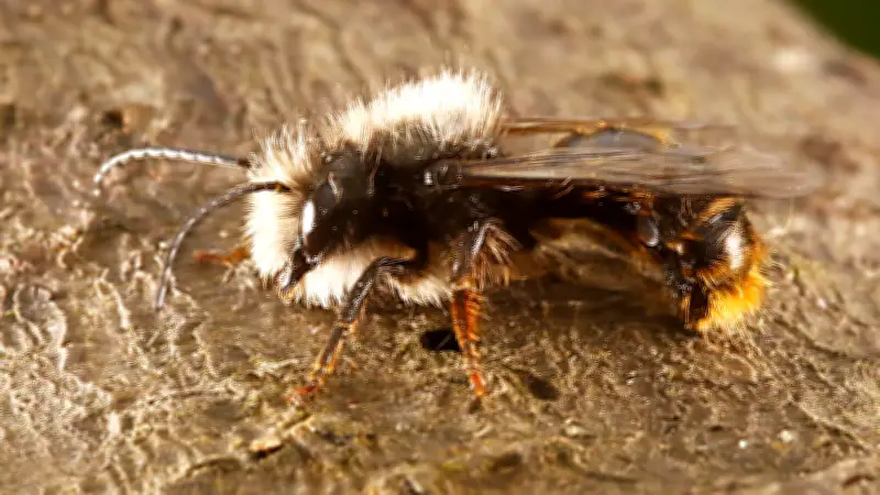 Halles tierische Mitbewohner: Ein Jahr voller Überraschungen in der Saalestadt