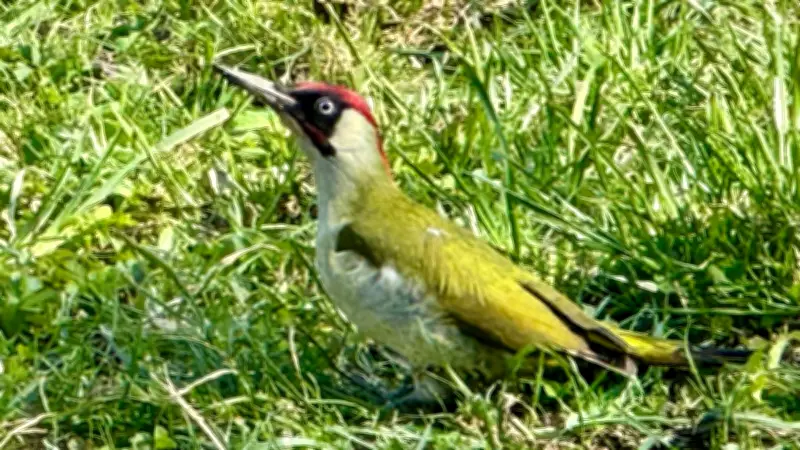 Halles tierische Nachbarn: Der Buntspecht, der weniger hämmert als andere