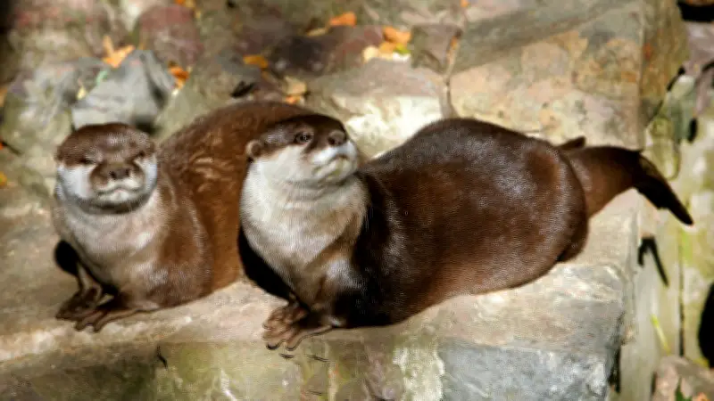 Halles tierische Rückkehrer: Der geschickte Schwimmer erobert die Saale zurück