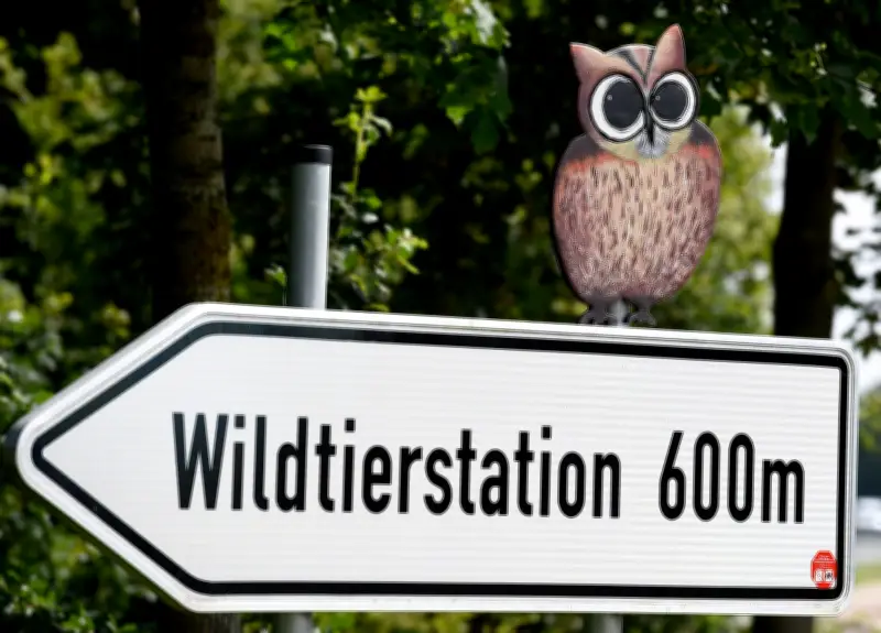 Hamburger Wolf nach Angriff in Niedersachsen: Tötung oder Auswilderung?