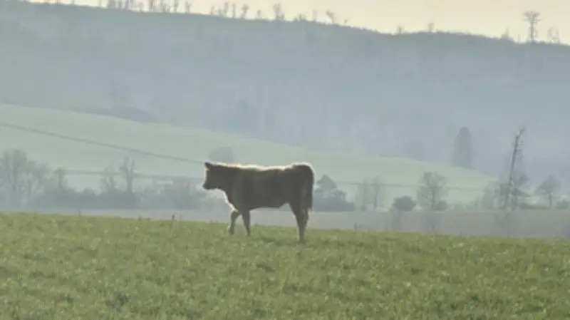 Happy End für ausgebüxtes Rind Ari: Gnadenhof statt Schlachtung im Harz