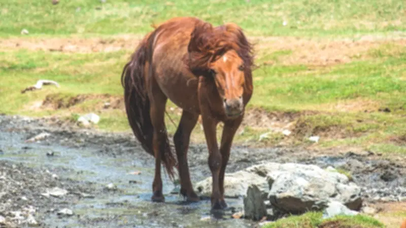 Headshaking beim Pferd: Ursachen und Behandlungsmöglichkeiten