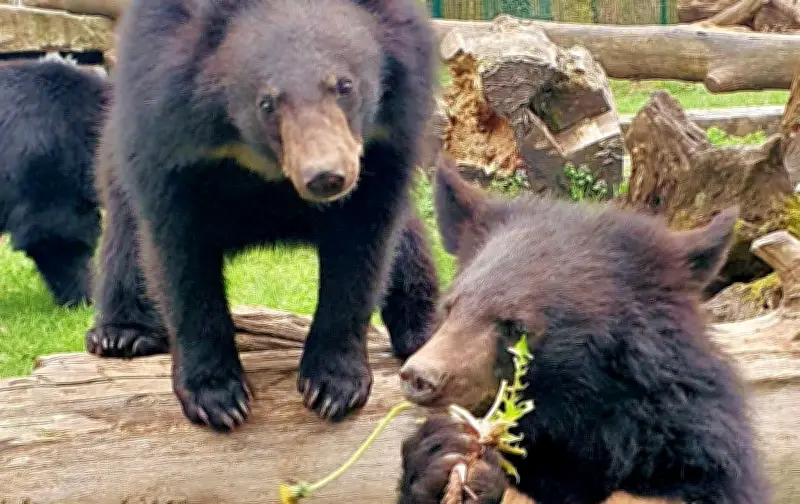 Heinrich und Henriette verlassen den Dessauer Tierpark