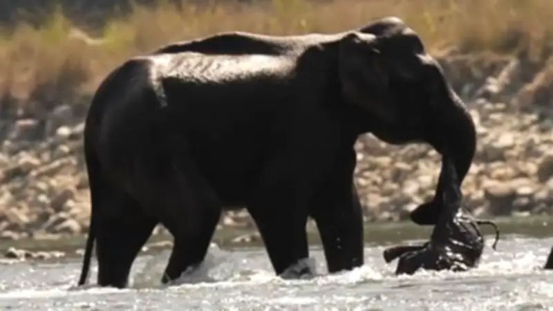 Herzzerreißende Trauer: Elefantenmutter trägt totes Kalb seit zwei Monaten mit sich