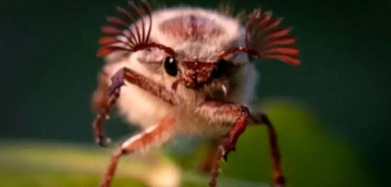 Hessen erwartet Massenflug von 500 Millionen Maikäfern: Naturspektakel mit Folgen