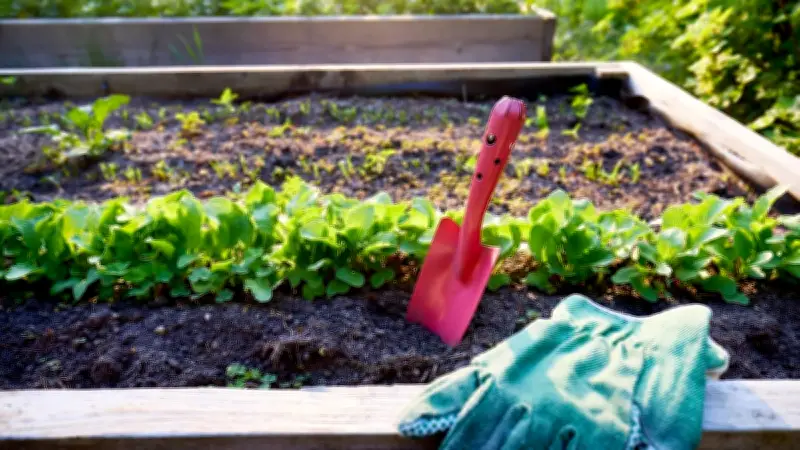 Hochbeet-Fehler vermeiden: Diese Pflanzen sollten Sie niemals einsetzen