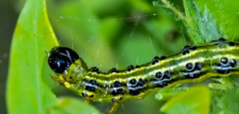 Hoffnung im Kampf gegen Buchsbaumzünsler: Meisen als natürliche Feinde