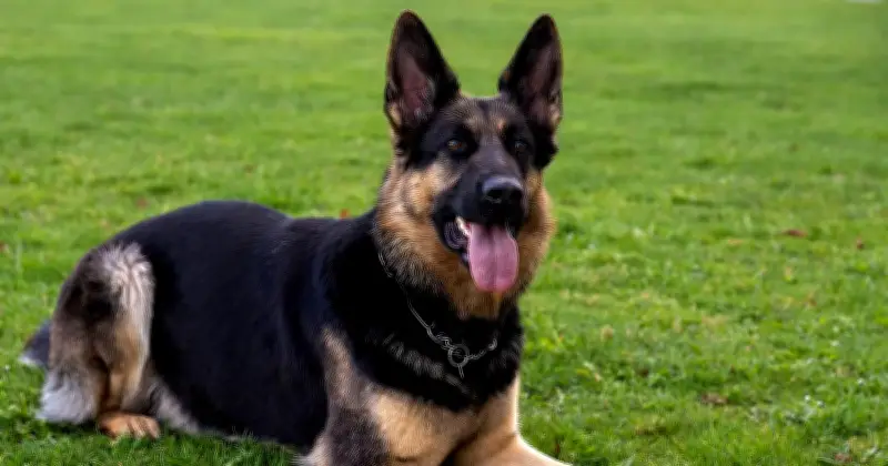 Hund beißt zwei Postboten in Niederbayern: Polizei ermittelt gegen Halterin