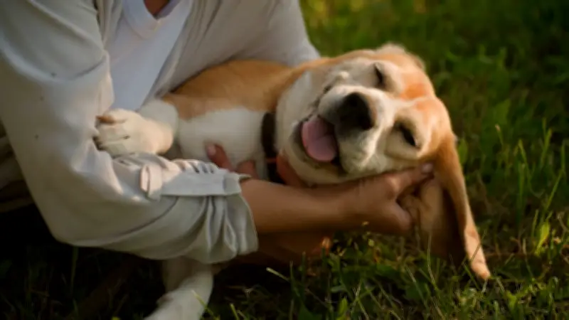Hunde erschnüffeln Krankheiten: Die erstaunlichen Fähigkeiten unserer Vierbeiner