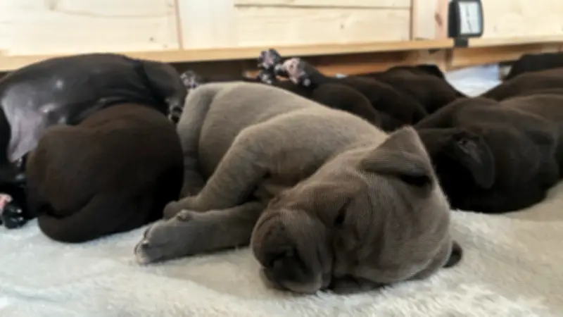 Hundebesitzerin mit 19 Welpen wehrt sich gegen Shitstorm: „Wir sind keine schlechten Menschen“