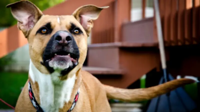 Hundeerziehung: Nicht der Hund ist das Problem, sondern der Druck auf den Halter