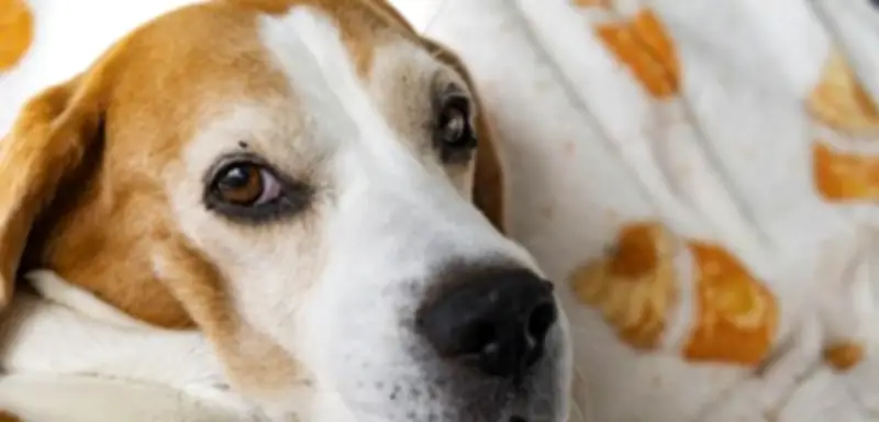 Hundegehirn schrumpfte bei Domestikation um fast die Hälfte