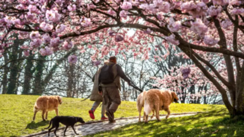 Hundesteuer in Sachsen-Anhalt: Rekordeinnahmen decken Reinigungskosten nicht
