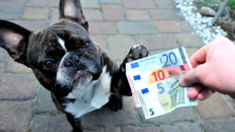 Hundesteuer in Südharz steigt ab 2027: Ausnahmen und Details der geplanten Erhöhung