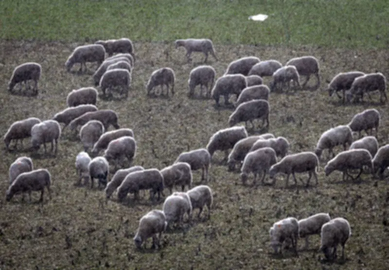 Husky tötet Lamm in Apolda: Polizei sucht Zeugen nach Vorfall mit freilaufendem Hund